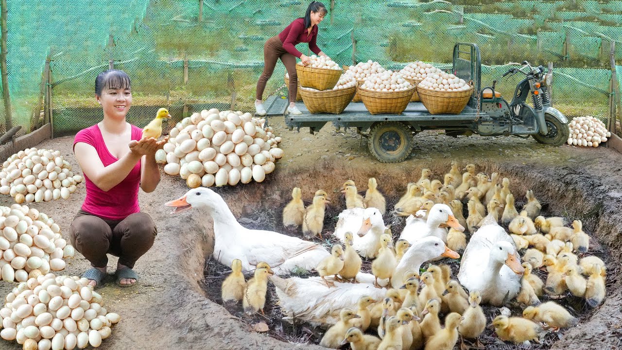 REWIND TIMELAPSE --266 Days Build Lots Of Nest For Hen To Lay Eggs - Harvest Many Eggs To Sell