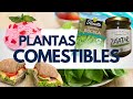 Plantas comestibles, Rúcula, Capsella, Epilobio, Verdolaga, Amaranto, zumaque, menta, colza, bardana