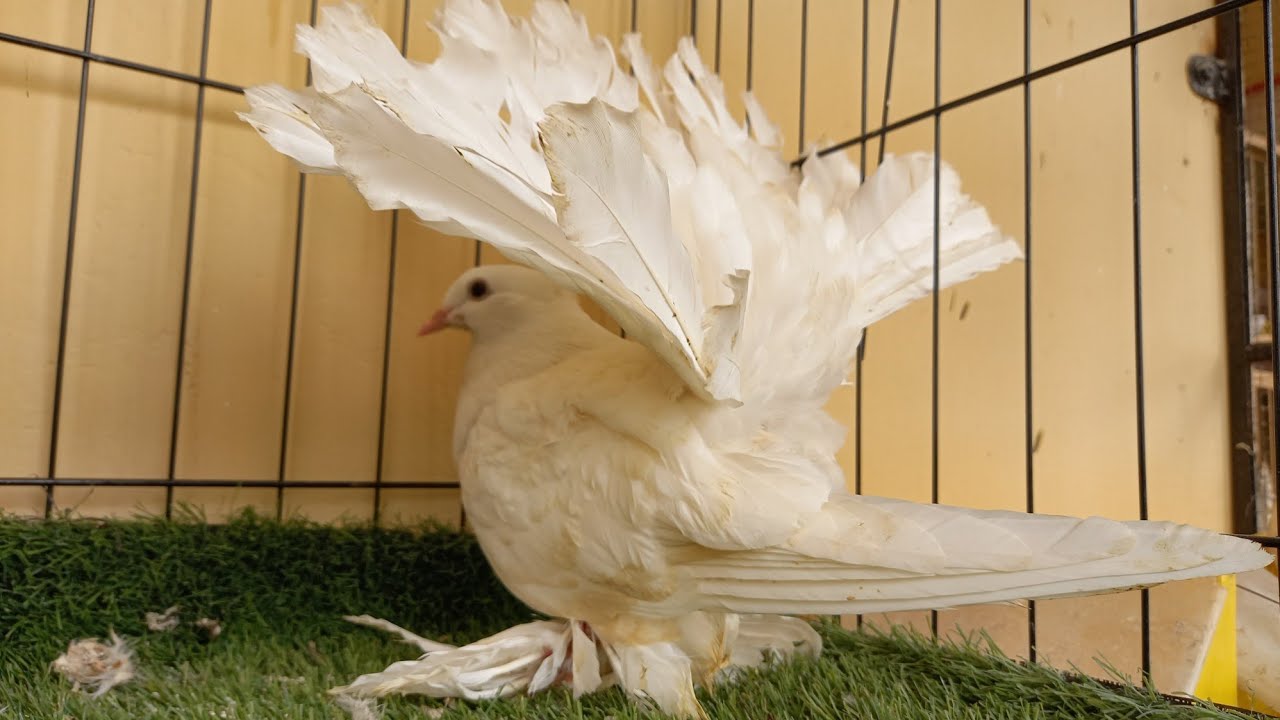 Pure White Jumbo Size Huge American Fantail Pigeon Big Indian Fancy