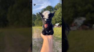 Cute Baby Goat Sounds 😍🎶🐐 ... #villagelife #animallover #capricorn #animalsounds #Farm