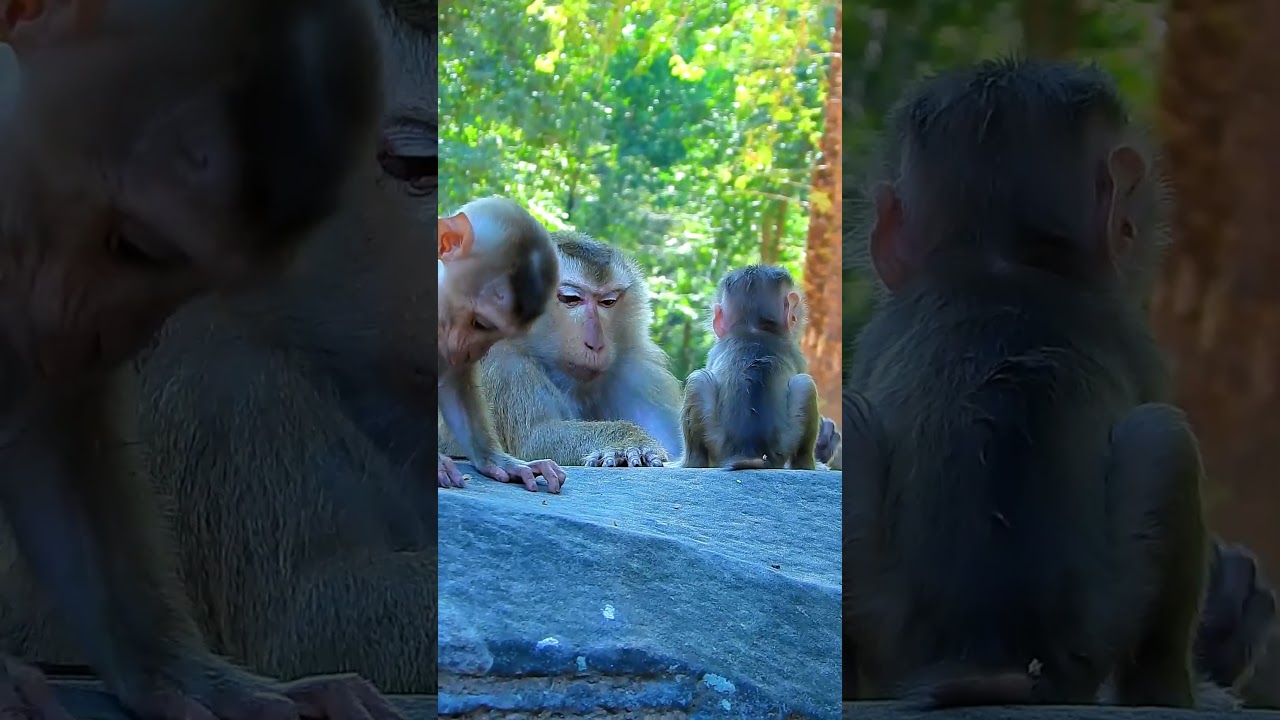 Best clip of monkey life, Luna mum so sweet with lovely baby 