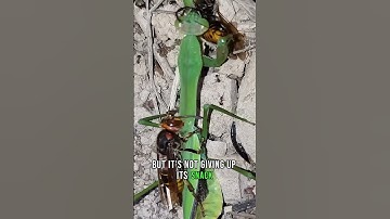 Brutal Nature: Mantis Eats Hornet WHILE Being Eaten