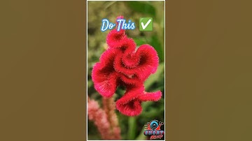 Don