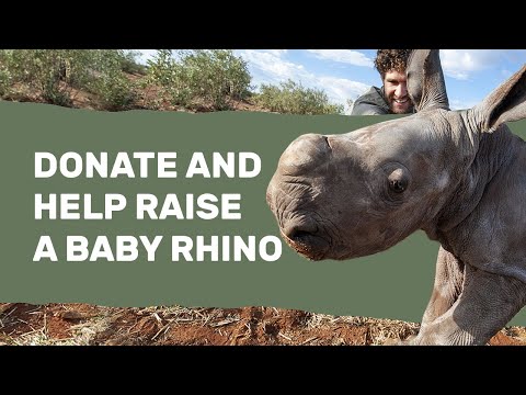 Video: Pet Scoop: orfano Baby Rhino Bonds con Keeper, Cheetah Cub incontra Puppy Pal