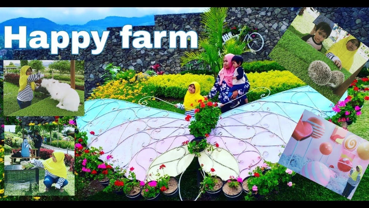 Happy Farm Ciwidey Wisata Naik Kuda Kasih Makan Kelinci Dan Domba Youtube