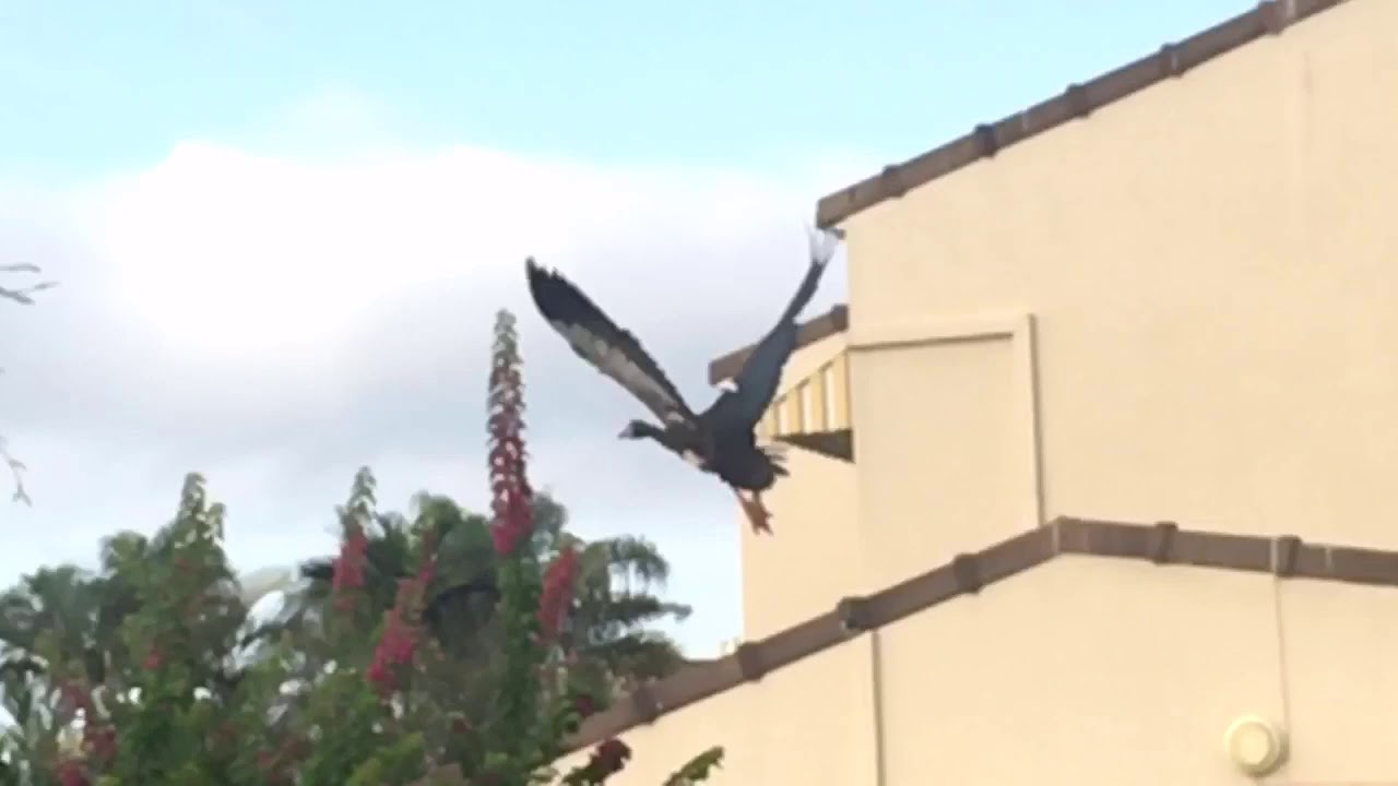 Big Spur Winged Goose take off at normal speed 