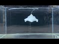 Octopus-Inspired Underwater Soft Robotic Gripper with Crawling and Swimming Capabilities Movie 8