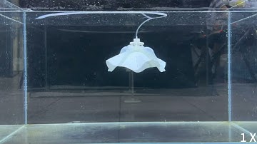 Octopus-Inspired Underwater Soft Robotic Gripper with Crawling and Swimming Capabilities Movie 8