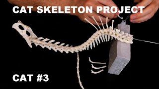 Exclusive Cat Skeleton Project Cat#3 / Ribcage, Broken Bones / Articulation Kitten Pet Anatomy Veterinary Details