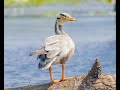 Bar-headed geese are social birds - Interesting facts in the description.