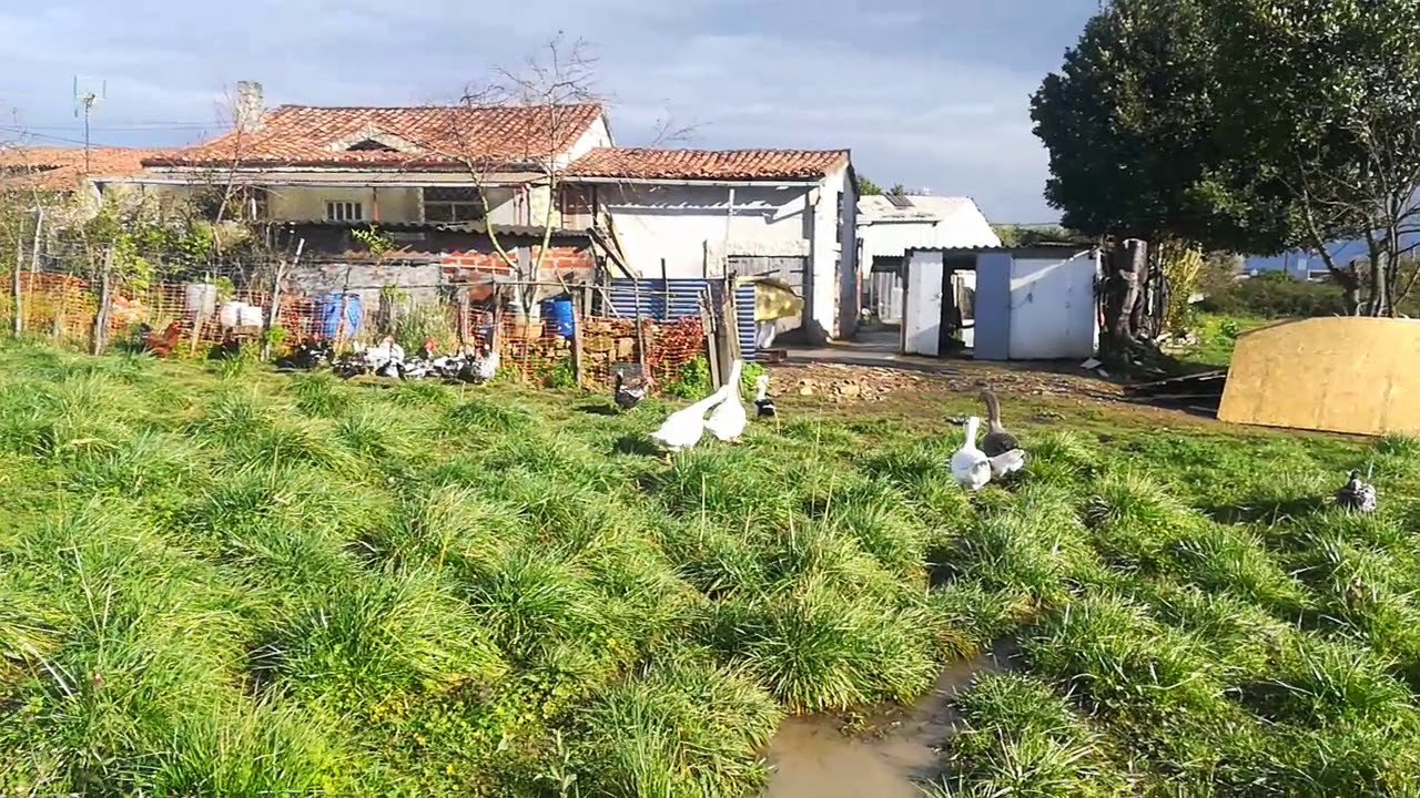 La libertad del gallinero La Lloreda Tremañes Gijón Asturias.