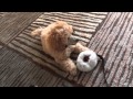 10 week old mini poodle puppy's first few days at home