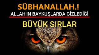 Sübhanallah Allahin Baykuşlarda Gi̇zledi̇ği̇ Büyük Sirlar Resimi