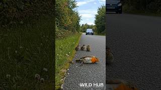A Kind Man Rescued A Helpless Robin With Chicks On The Road