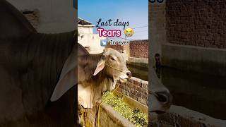 Last days🥹😭#qurbani #2026 #eiduladha #cow #love #viral