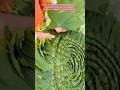 Why Artisans Weave Leaves This Way #farming #farmer #farmlife