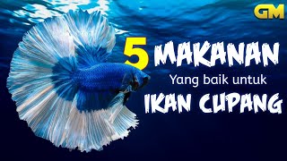 5 Pakan Hidup untuk Ikan Cupang