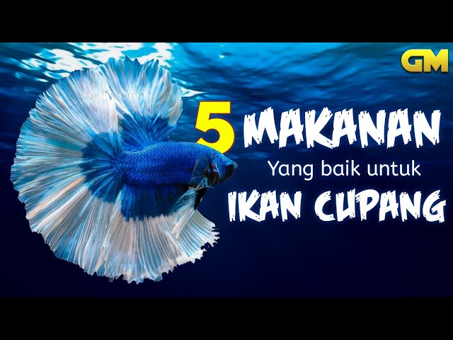 5 Pakan Hidup untuk Ikan Cupang class=