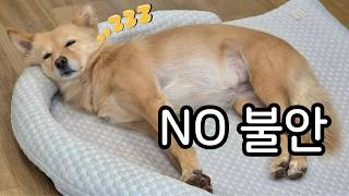 Semi Is a Calm and Secure Dog Now ♥ screenshot 5