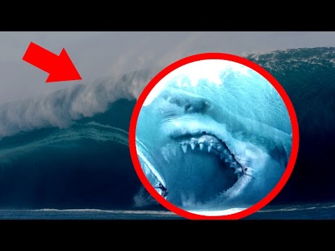 5 Megalodons Caught on Tape