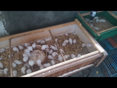 Ternak Tikus Putih dapat Raup Jutaan Rupiah Ternak Tikus Putih dapat Raup Jutaan Rupiah