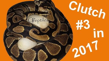 Ball Python Clutch #3 - Yellowbelly x GHI Mojave!