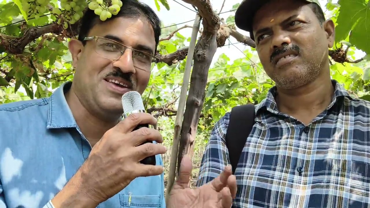 Grapes Research center Loni Manjari Dist Pune