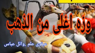 سر الوزه الاغلي من الذهب (الفواجر الفرنسية .كبد الاوز. طبق الدسم) اكل الملوك .fuagra