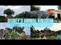 Disneys animal kingdom  a different kind of rope drop strategy