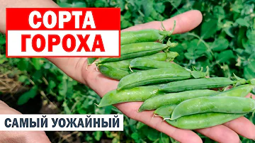 Горошище!!! Гороха много не бывает!