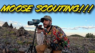 Moose Scouting