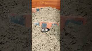 Cat Loves Rats Go Through Cave Doors, Rats Hide And Seek Earth Caves - Paul Bardor