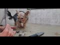 How to scissor cut the face and bum on a Yorkshire terrier, Yorkie, dog grooming from home