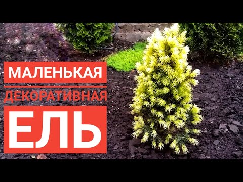 Ель канадская Daisy's