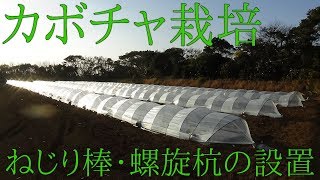 カボチャ栽培　part5　ねじり棒・螺旋杭の設置