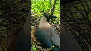 Famous Crow Watching His Predator Eagle Attack #eagle #predator Net Worth