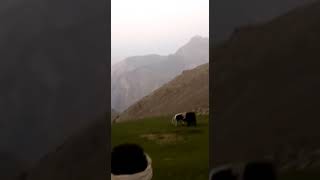 bull fighting lone on lone vs oveer chitral Pakistan