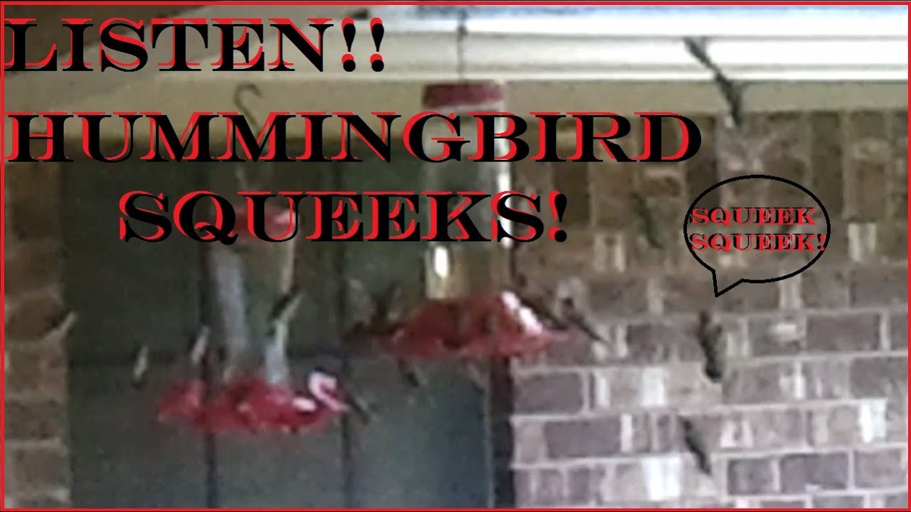 What Lots of Hummingbirds Sounds Like - Hummingbirds at Nectar Feeder - YouTube