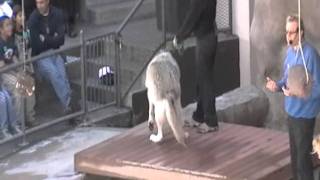 Akila the Timber Wolf