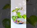 Money plant decor in water #shorts #youtube #moneyplant