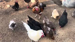 German Shepherd with chickens