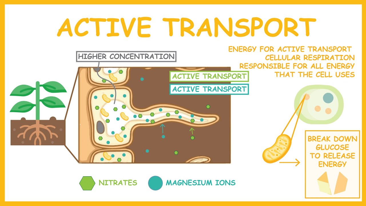 Active Transport - GCSE Biology