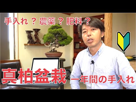 杜松盆栽の育て方完全ガイド｜コツと失敗しない方法をプロが解説