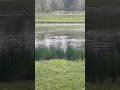 Another Day at the Pond #nature #naturelovers -#foryou #geese #shortvideo /#shorts #fypシ #pond