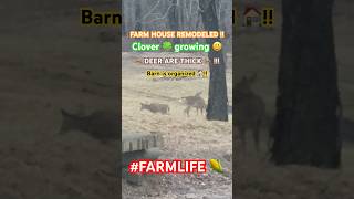 #farm #farmlife #crops #barn #shouse #barndominium #deer #soil #corn #clover #foodplot #love