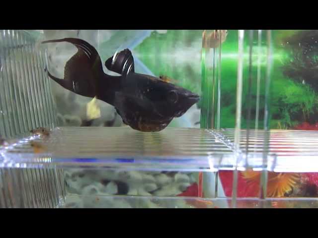 molly fish care size