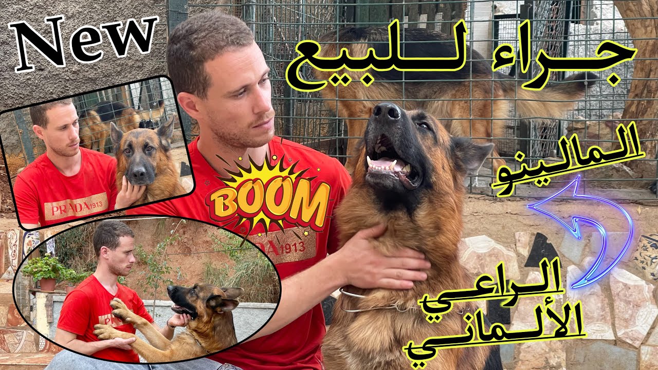 جراء الراعي الألماني و المالينوا للبيع مع شهادة الأصول ( Pedigree ) يمكنك حجز الجراء الأن |باينام🐕