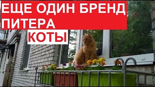 #Петербург - это коты! :) Еще один бренд Питера | #ЦарскоеСело, 2023