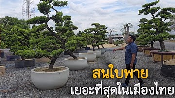 Het Koninkrijk van de Japanse Paddle Leaf Gardens, Taiwan, de grootste in Thailand in de Internat...