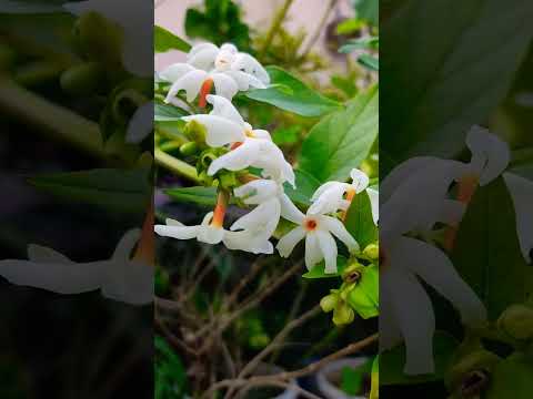 Harsingar Flowers Ytshorts Plants Gardening Grih Shobha